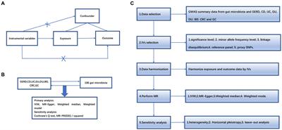 Gut microbiota and common gastrointestinal diseases: a bidirectional two-sample Mendelian randomized study